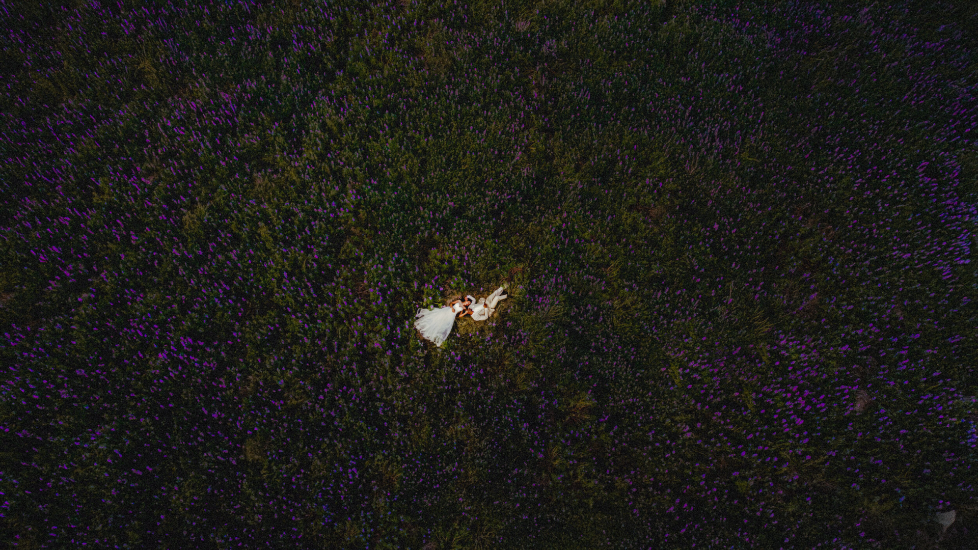 lupine-fields-forever