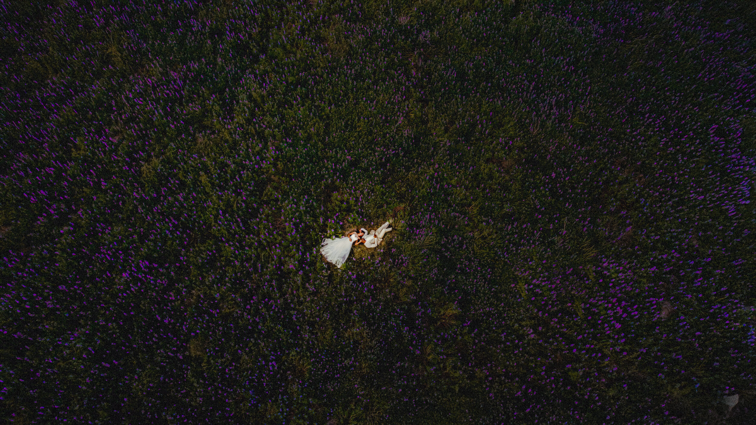 lupine-fields-forever