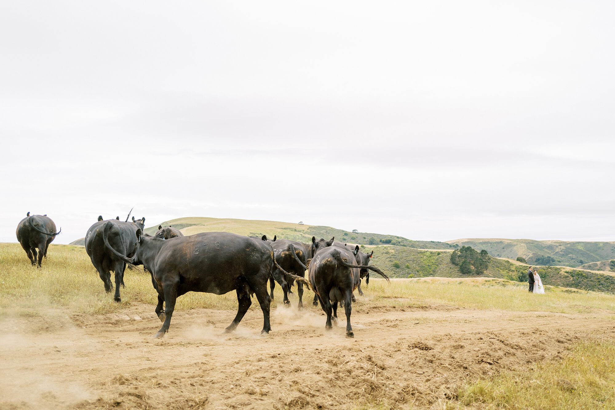 Will-Ana-The-Haven-at-Tomales-West-Marin-Natural-Farm-169-copy-2